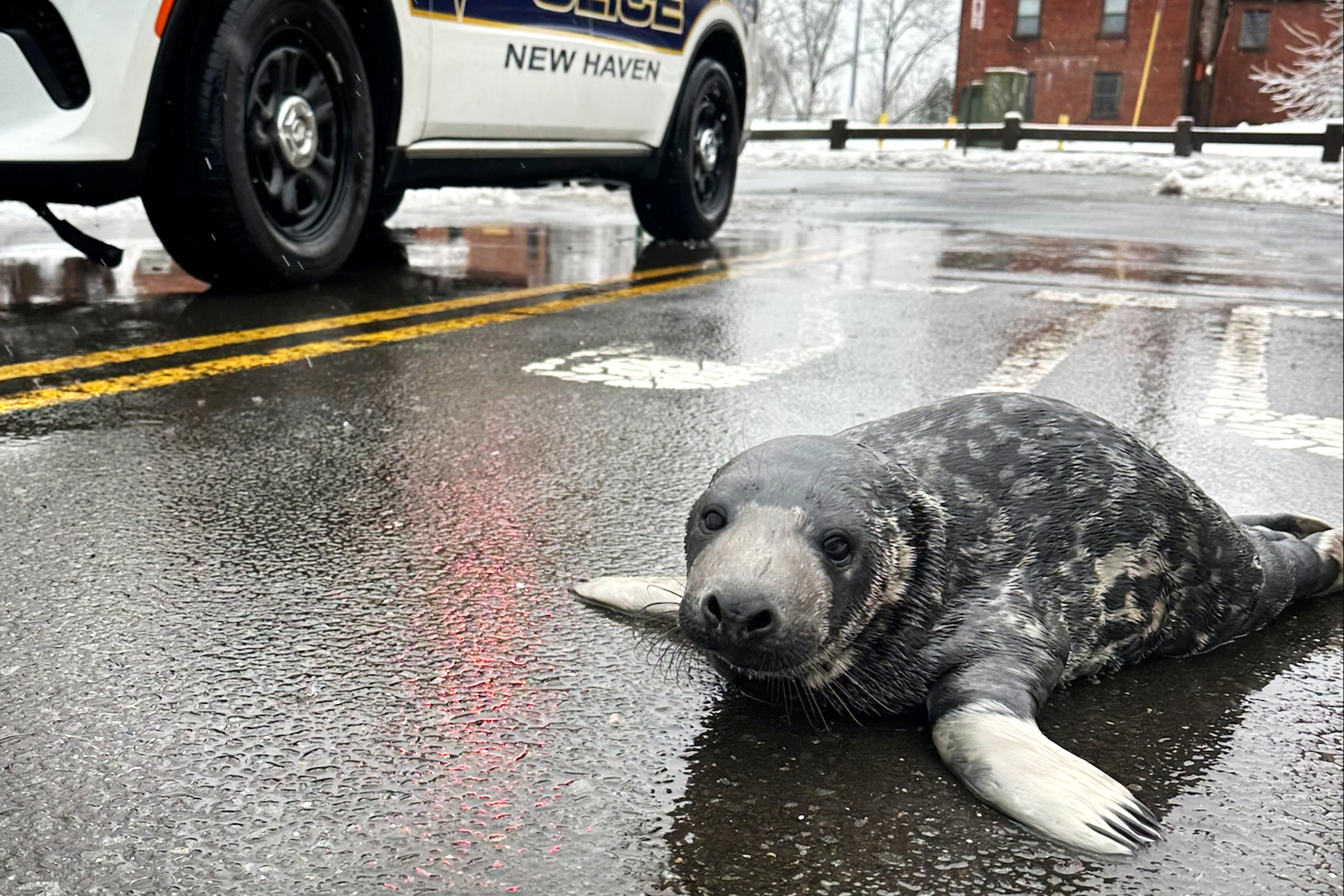 seal pup new haven