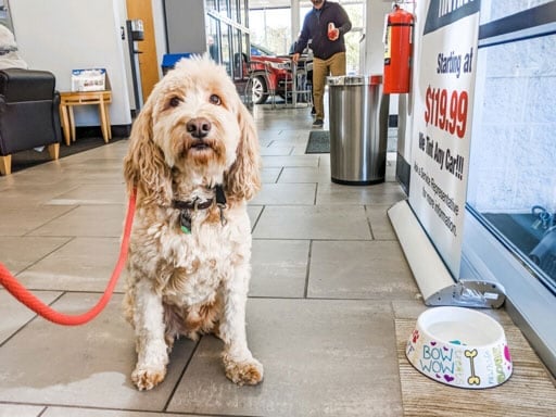 animal adoption tallahassee fl