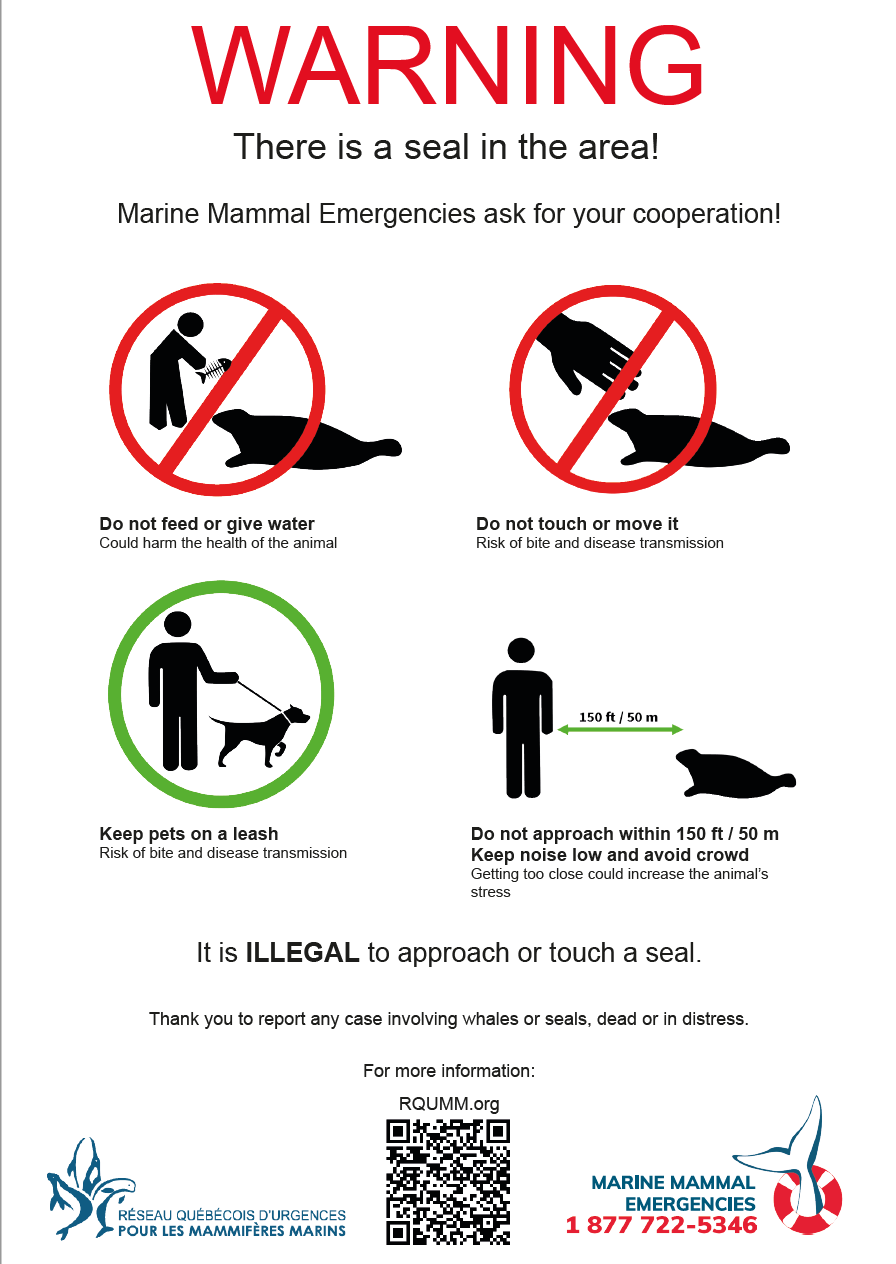 what happens if you pet a seal