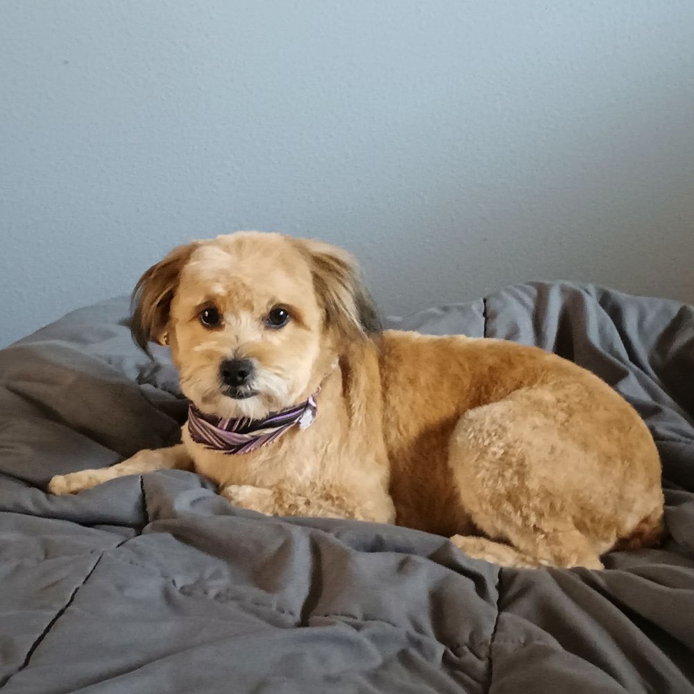 dog grooming springfield oregon