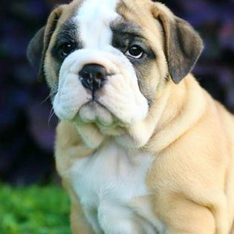 bulldog pug mix for sale