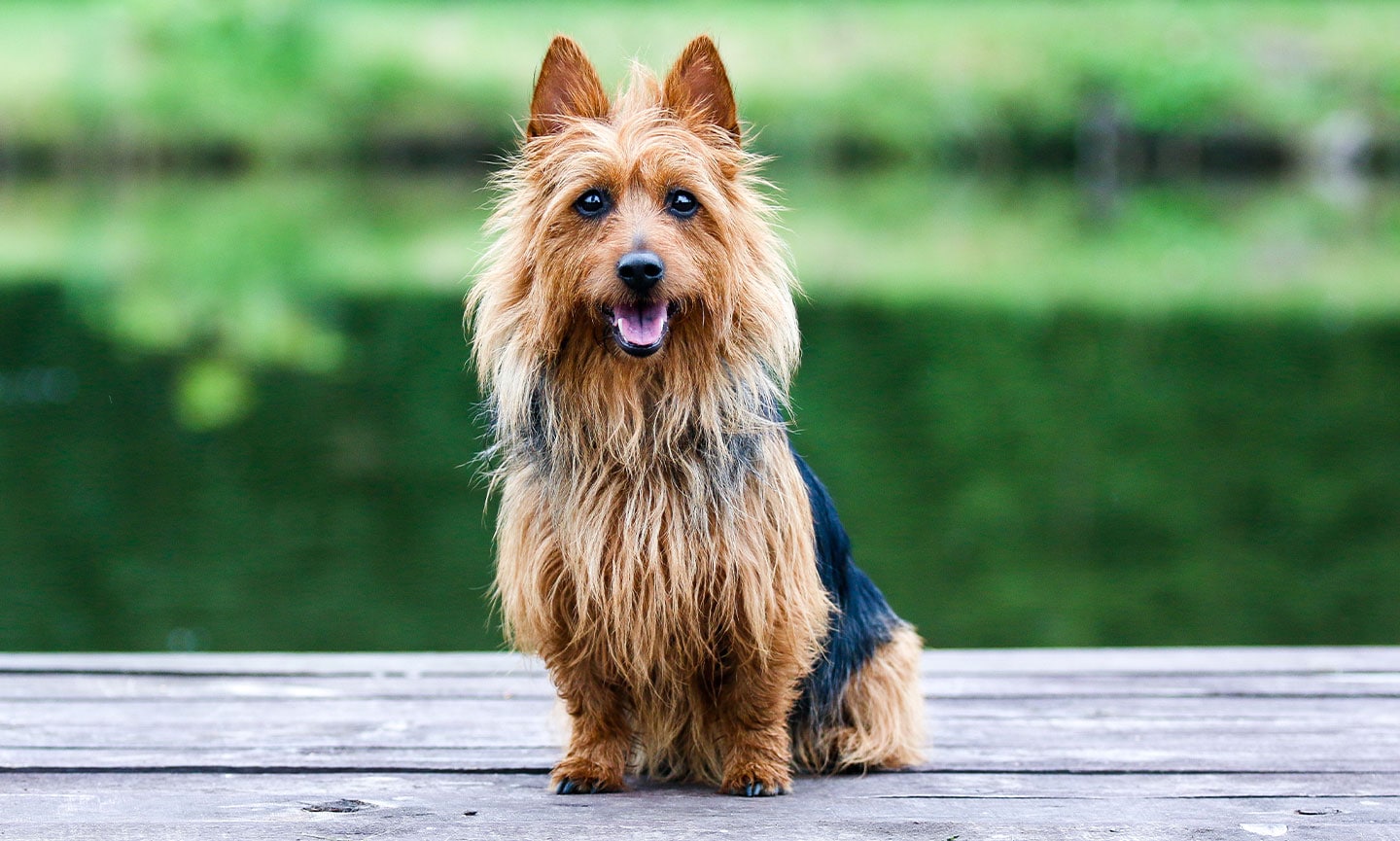 australian terrier price