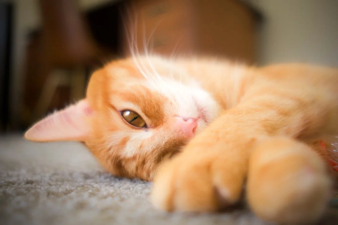 vancouver cat rescue