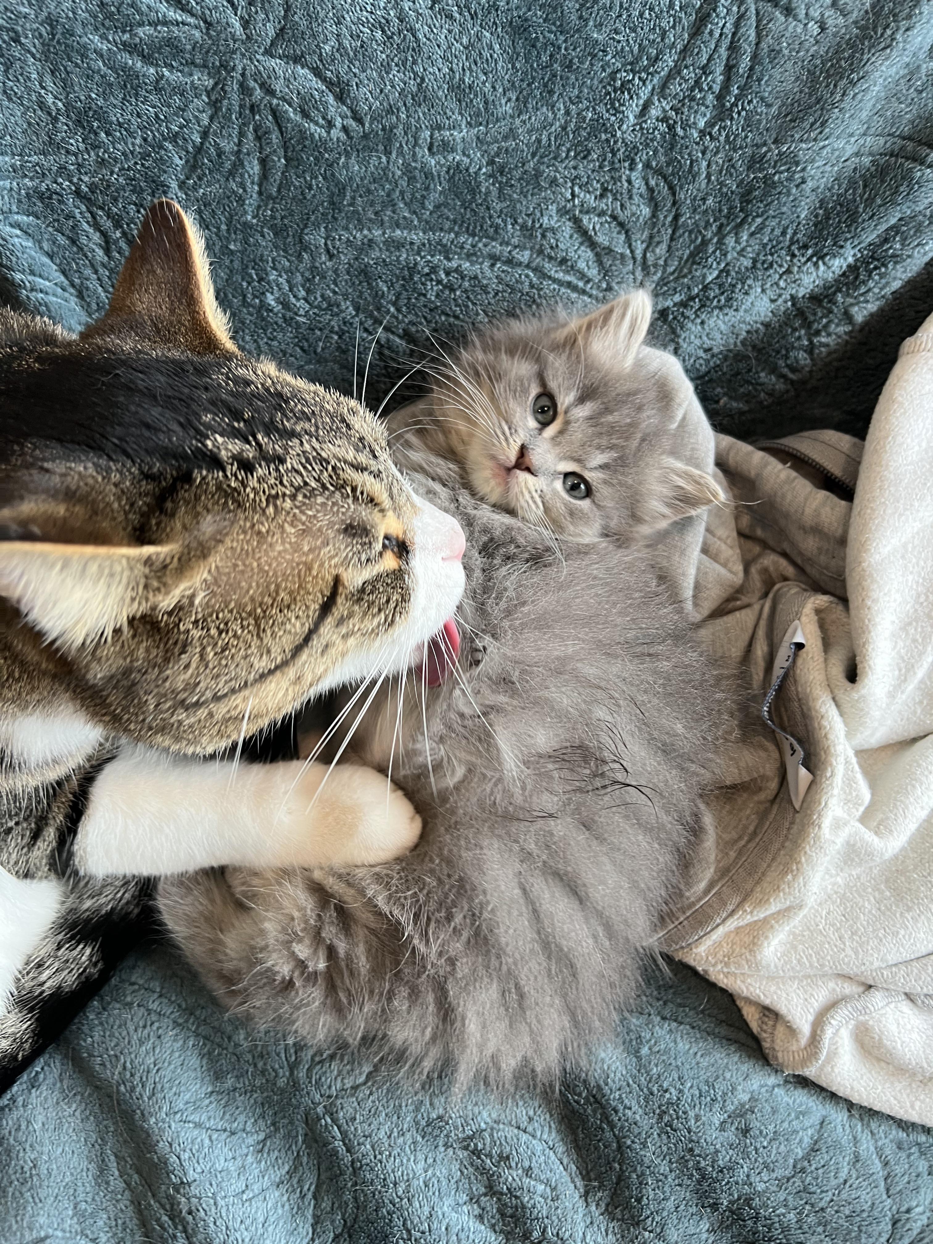 will a male cat kill a kitten