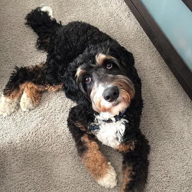bernedoodles hypoallergenic