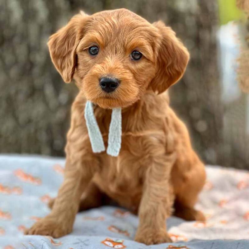 goldendoodle breeders connecticut