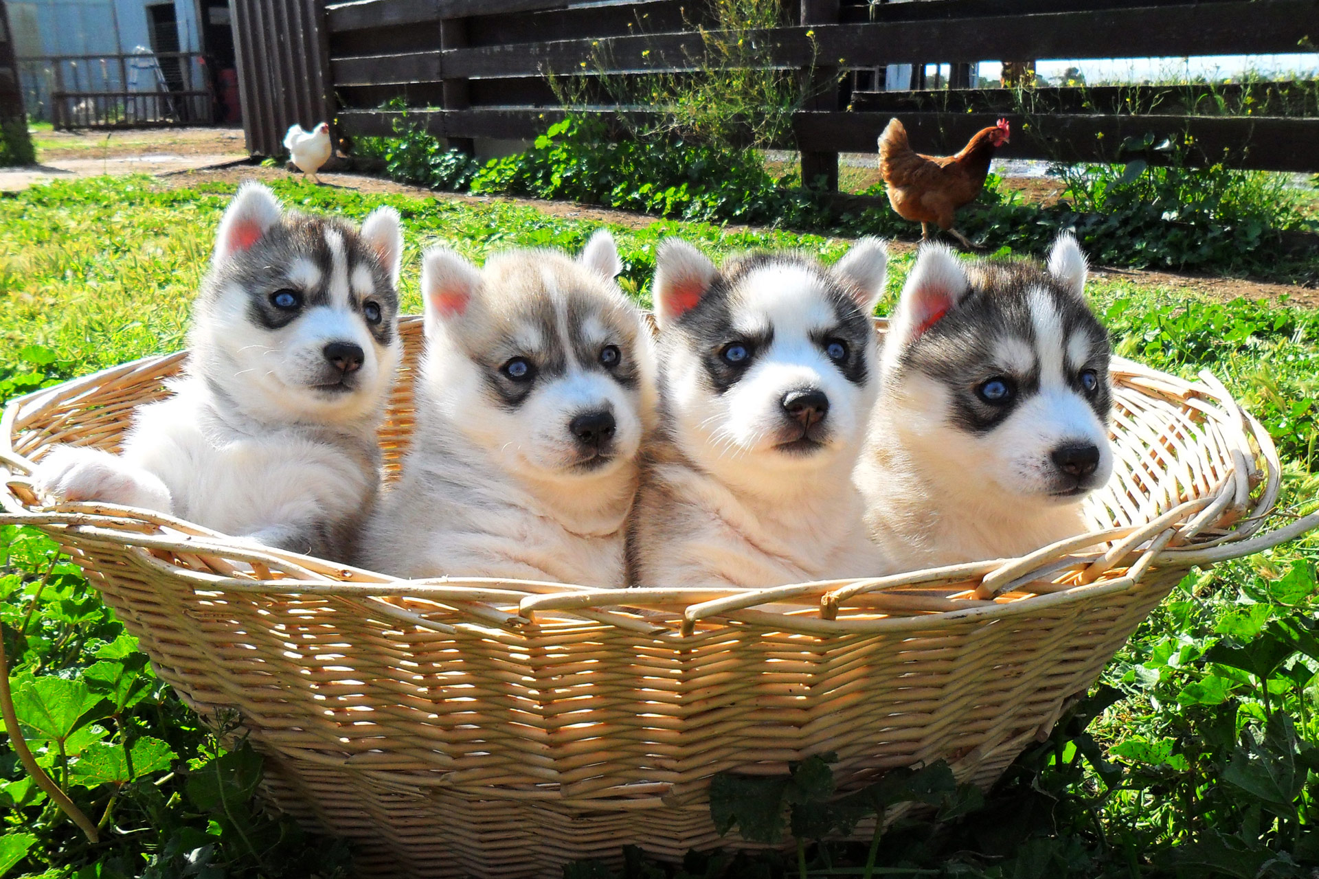 siberian husky for sale australia