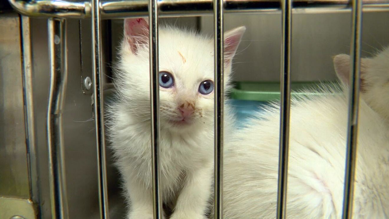 vancouver cat rescue