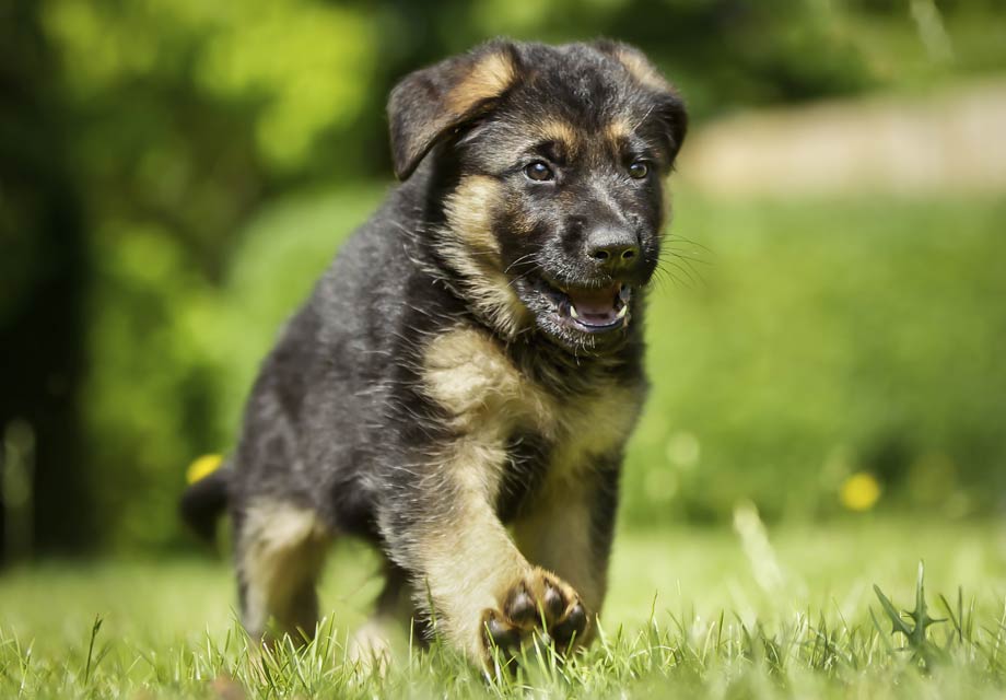 german shepherd for sale in michigan