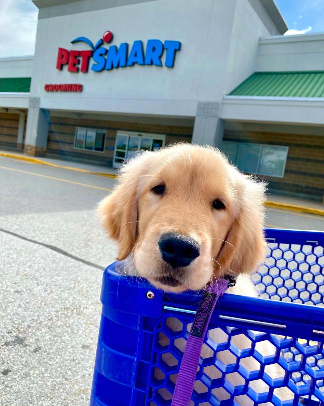 can you buy dogs at petsmart