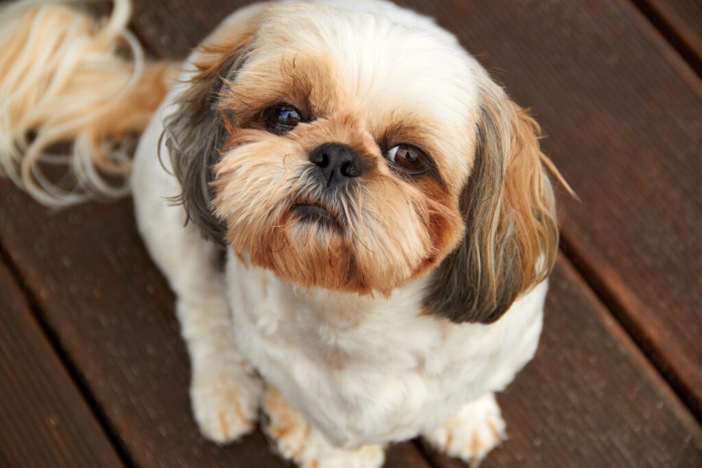 illinois shih tzu rescue