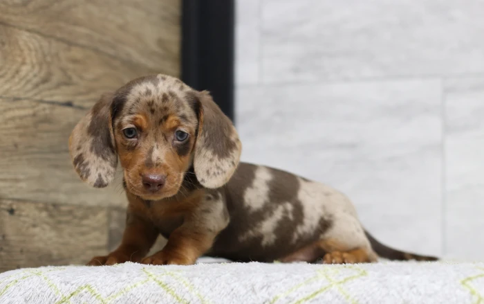 dachshund breeders nj