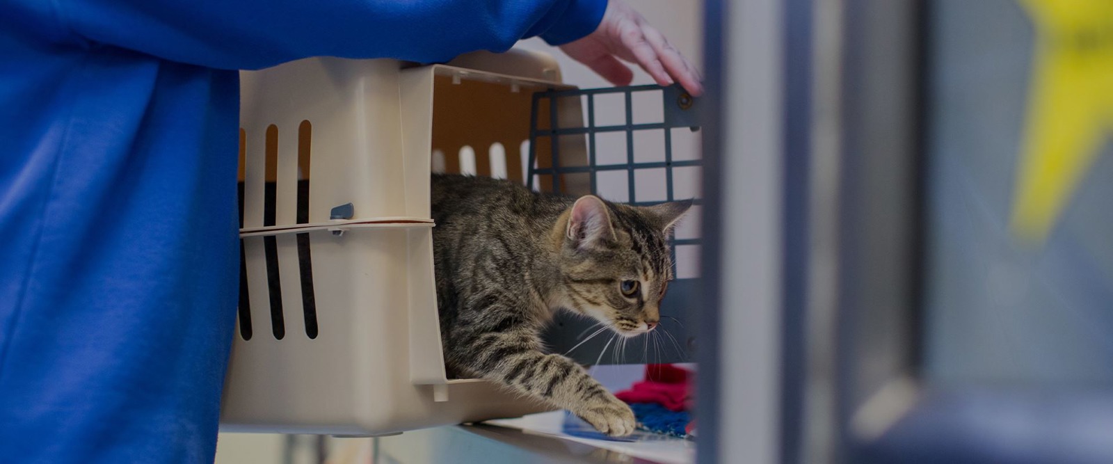 cat rescue birmingham uk