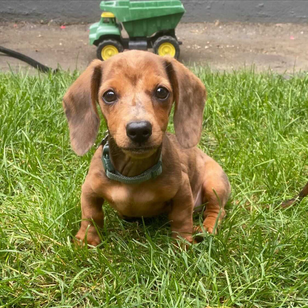 dachshund breeders in ct