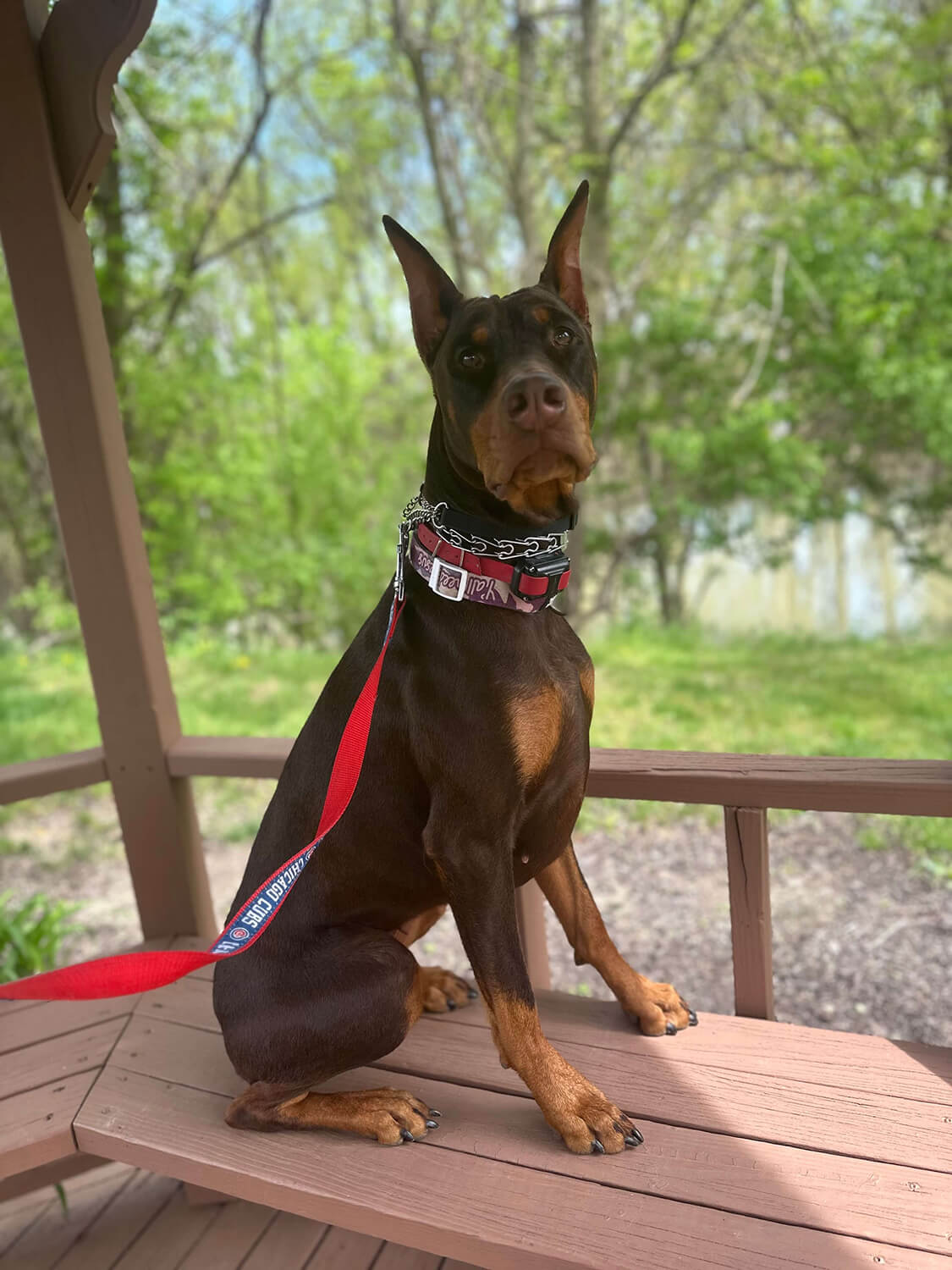 perfect pet bluffton indiana