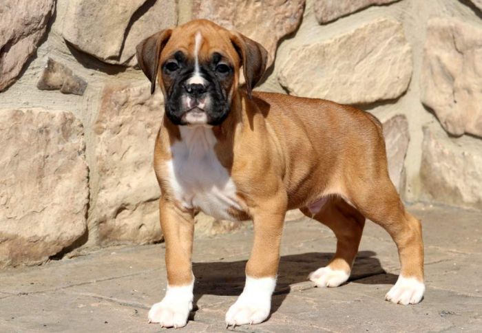 boxer puppies nearby