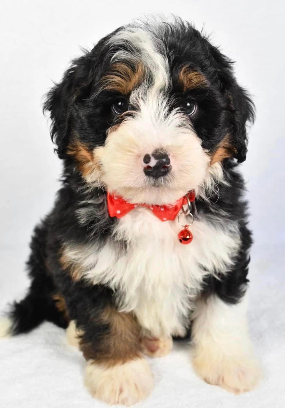 bernedoodle breeders florida