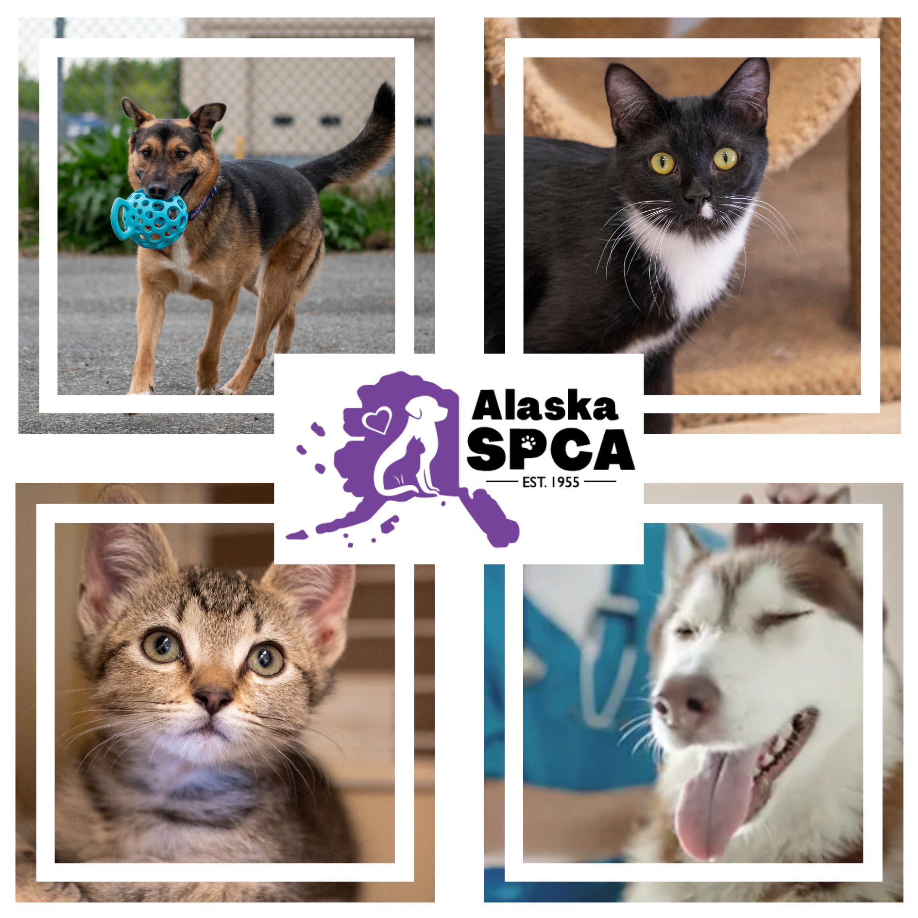 spca alaska