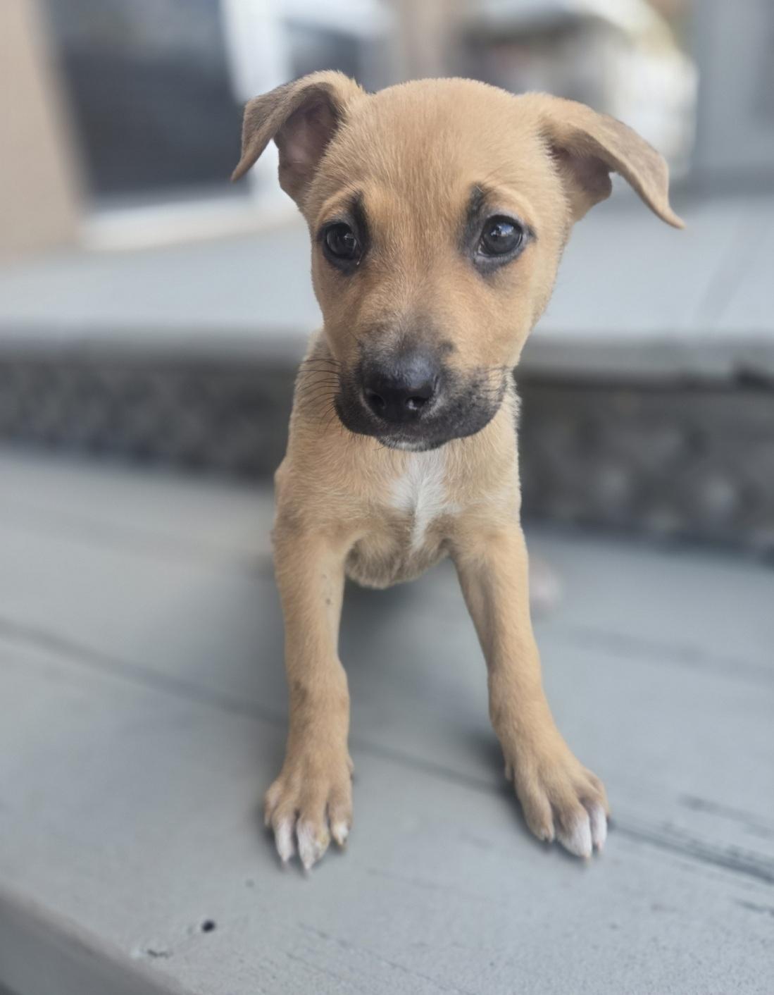 petfinder orlando dogs