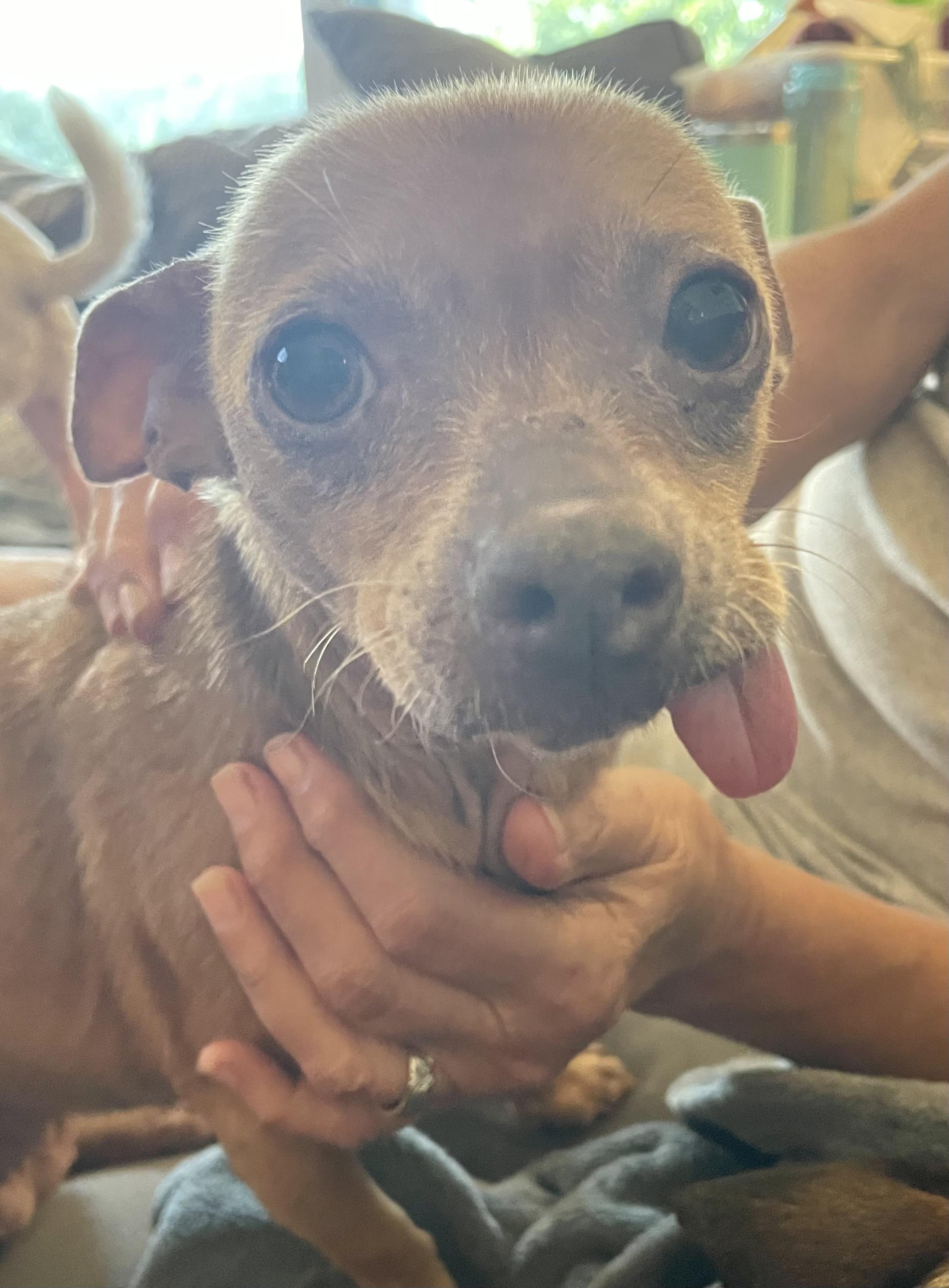 petfinder loganville ga