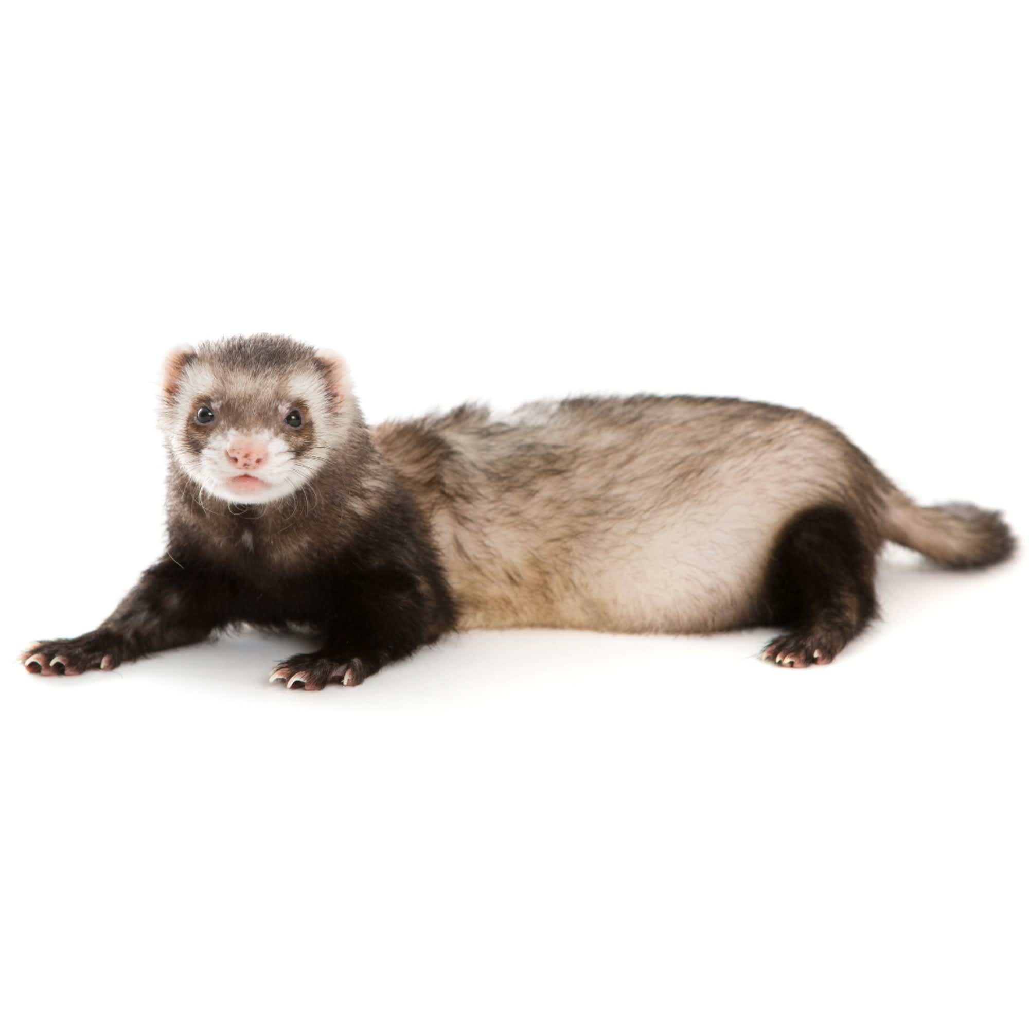 do petco sell ferrets