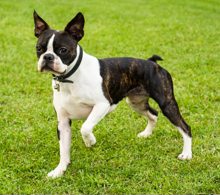 teacup boston terrier puppies for sale near me