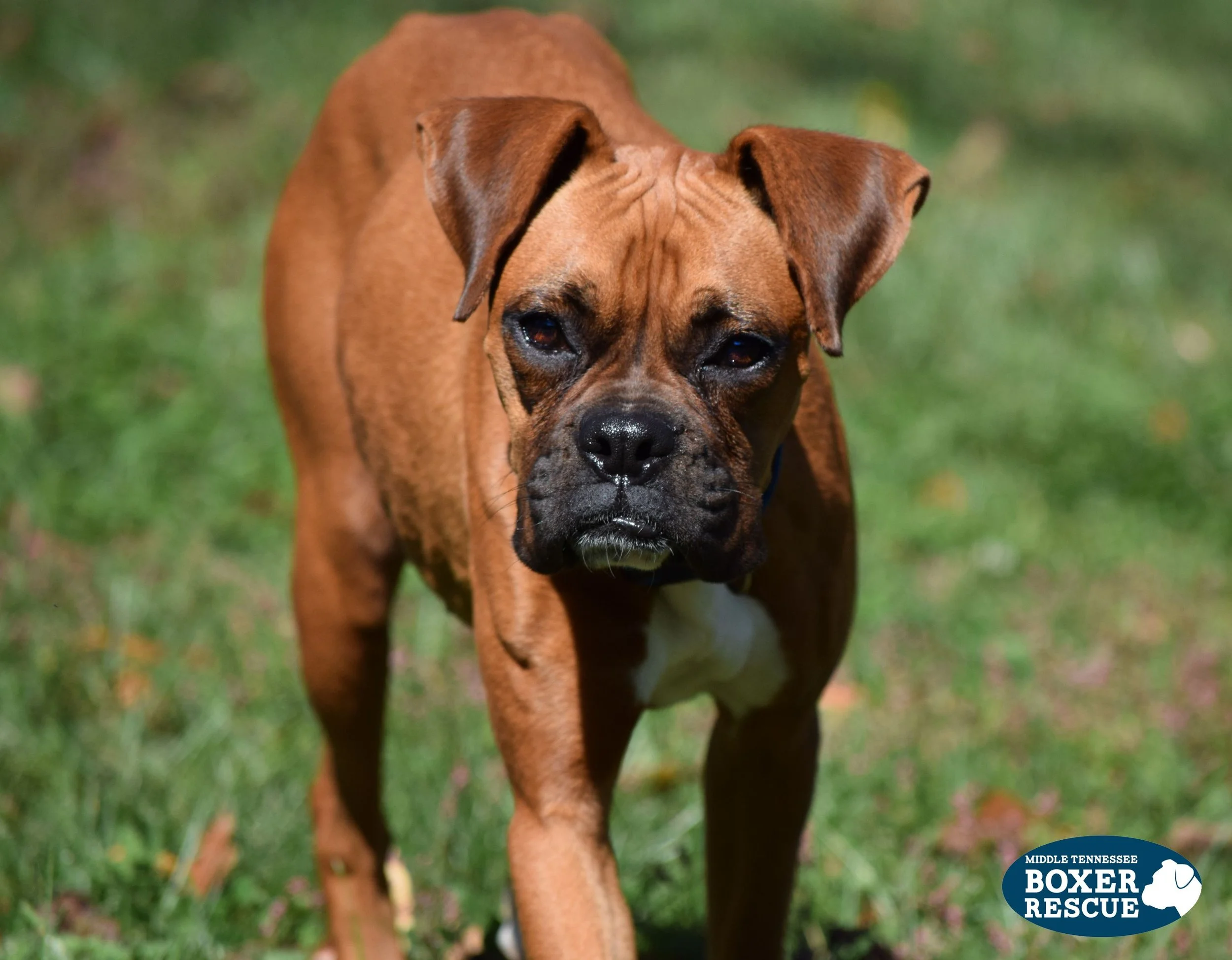 tennessee boxer rescue