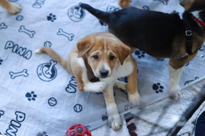 good dog shelters near me