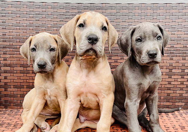great dane breeders in indiana