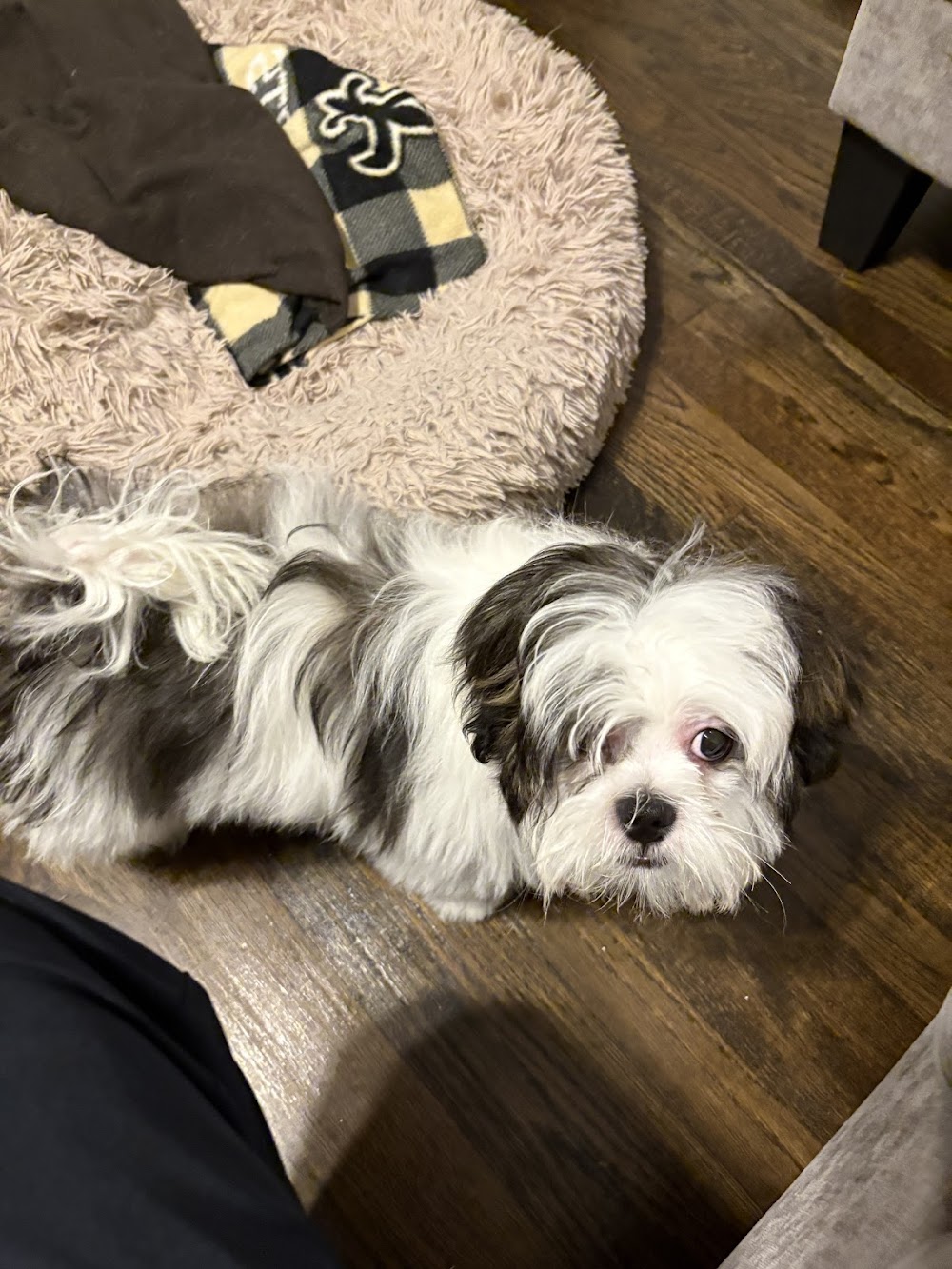 petco grooming chicago