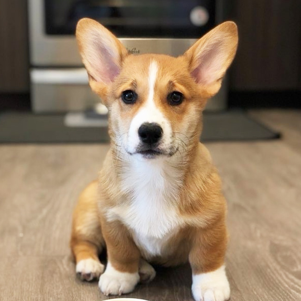 corgi puppies for sale philadelphia