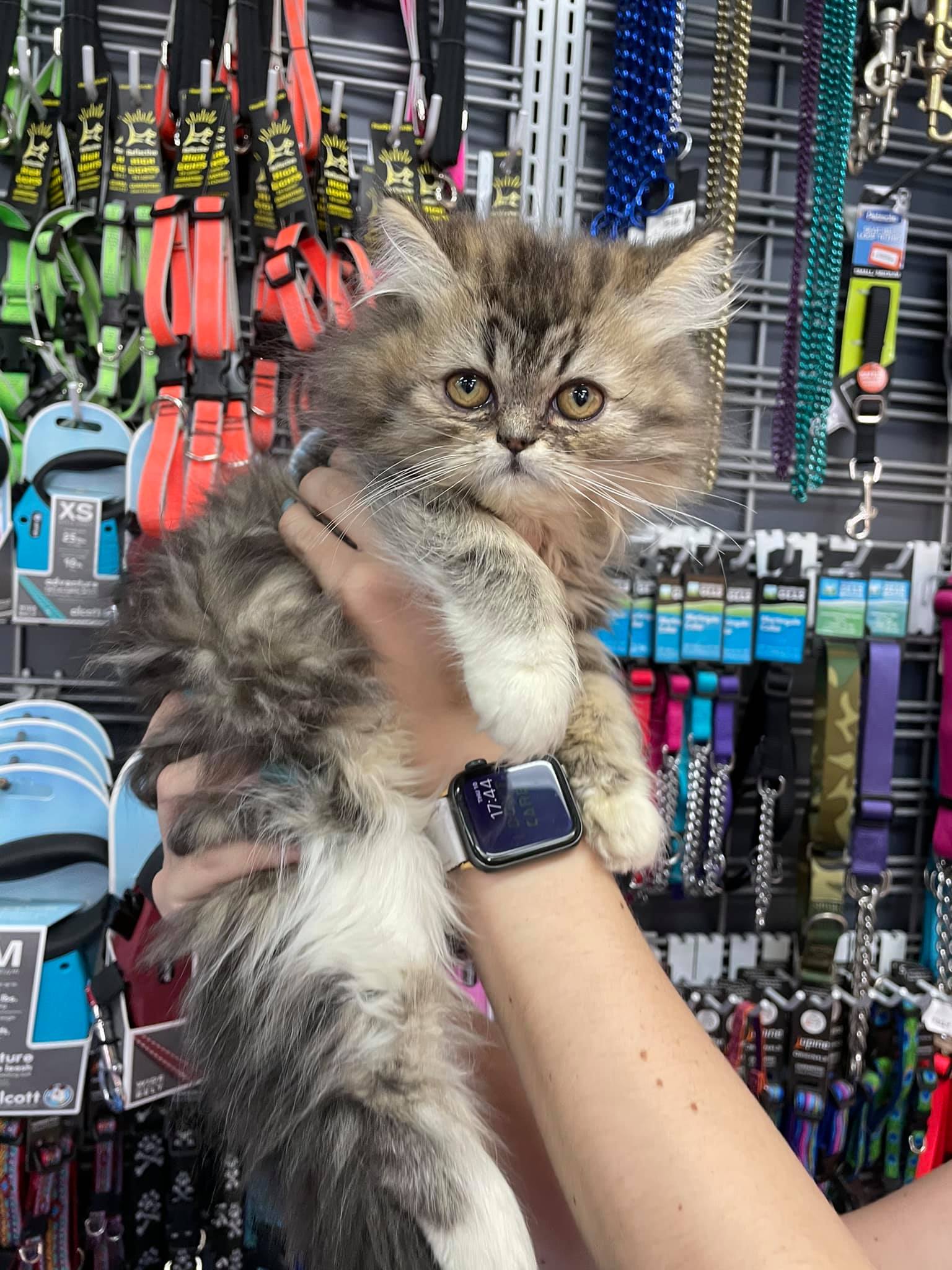 pet store that sells kittens