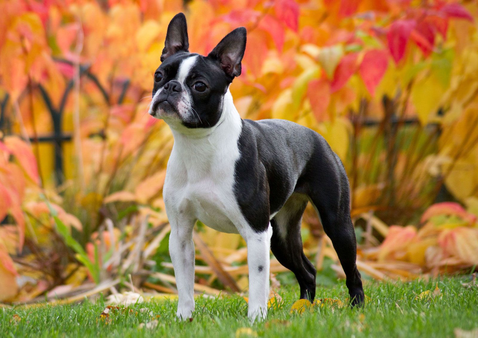 images of boston terriers