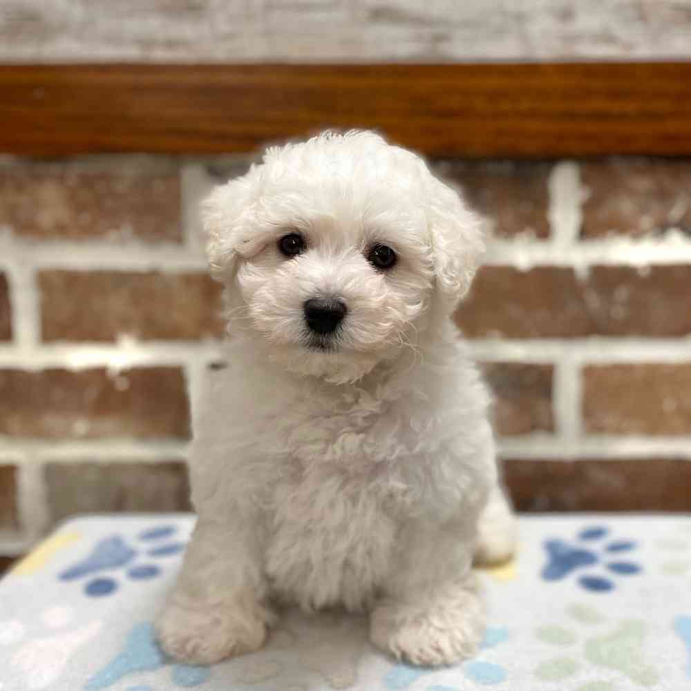 bichon frise dogs for sale near me