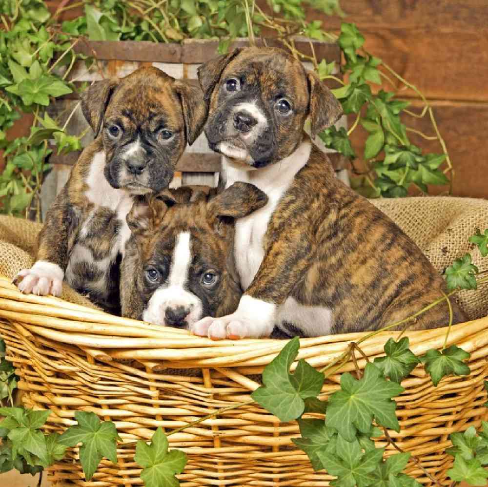 boxer puppies for sale washington state