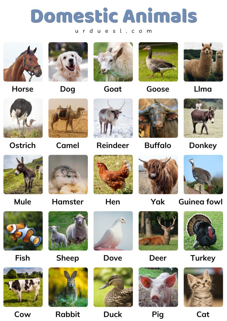list of domestic animals