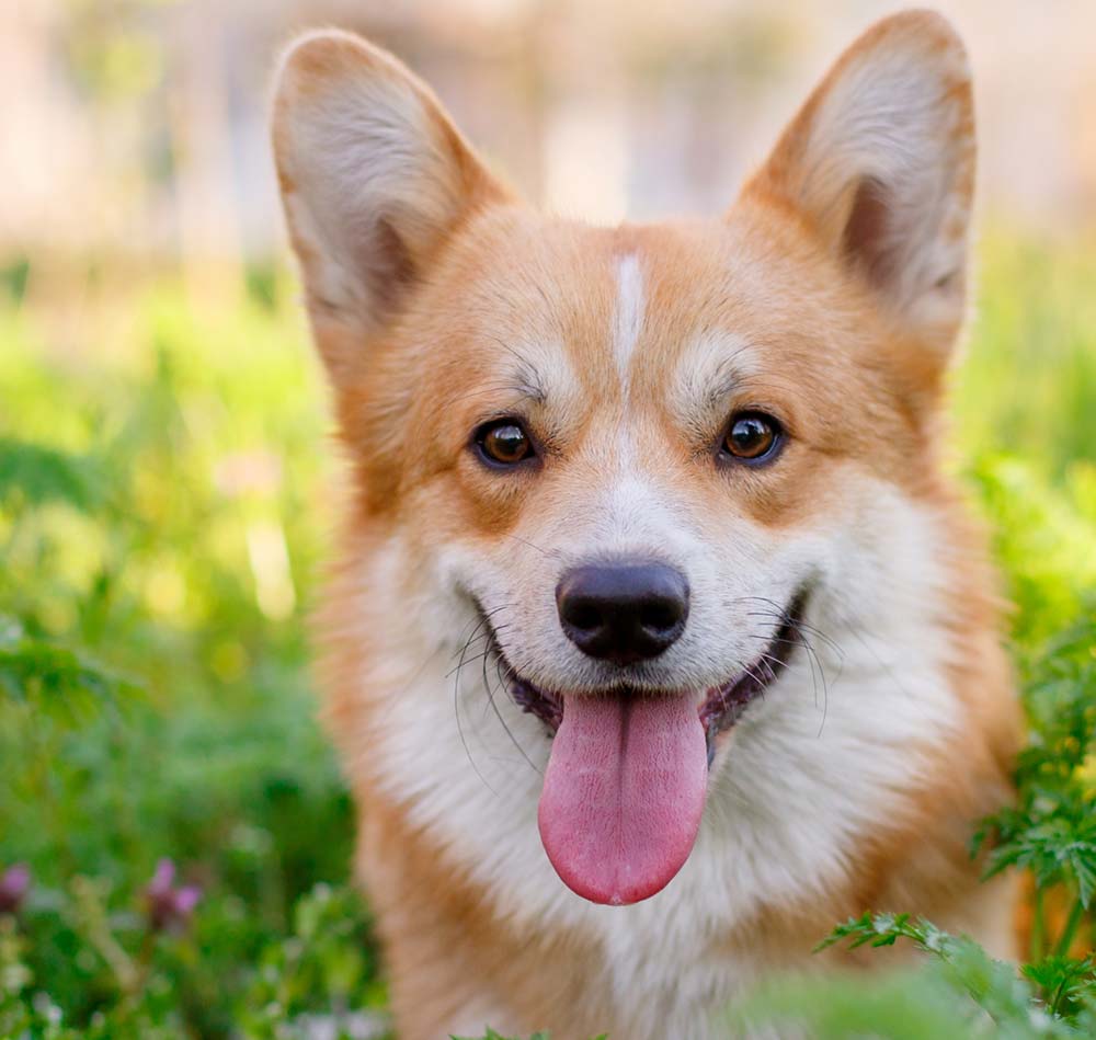 corgi adoption florida