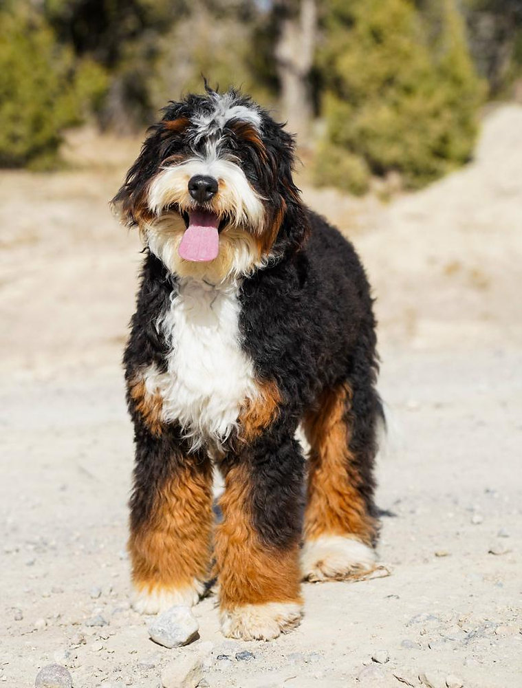 bernedoodle images