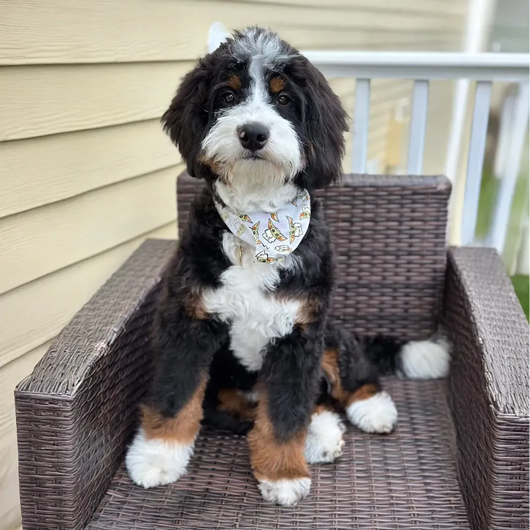 bernedoodle images
