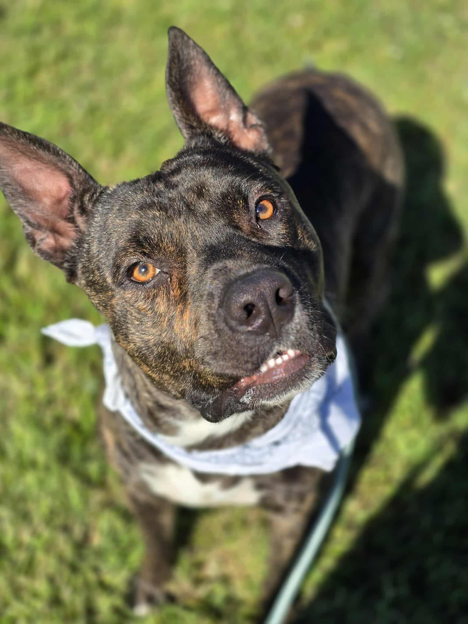 petfinder grants pass