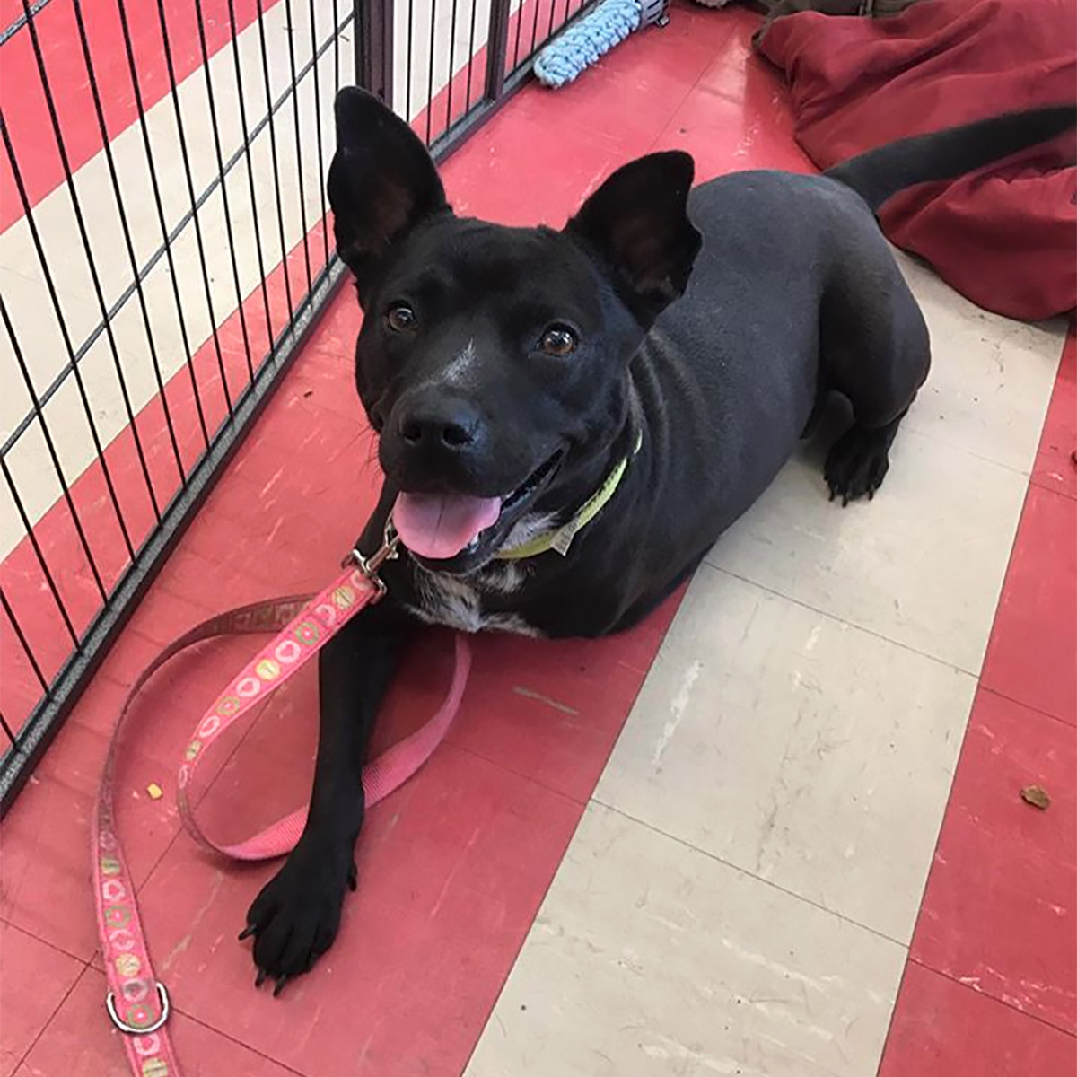 three legged dog rescue