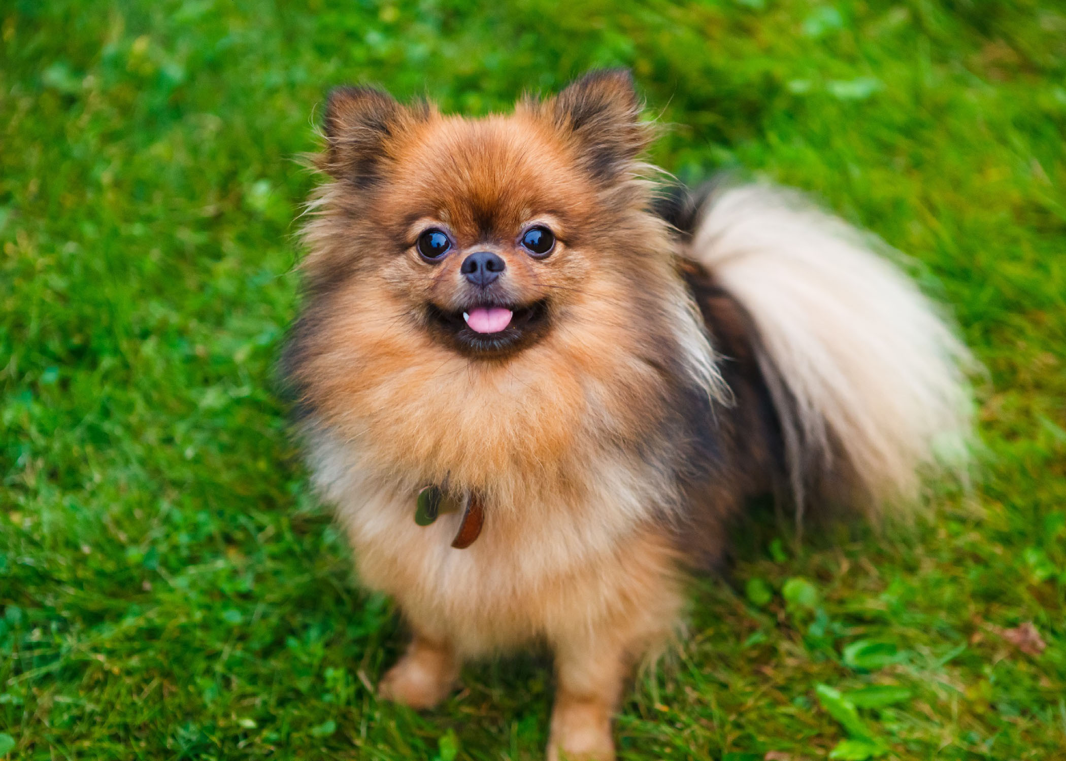 free small breed dogs