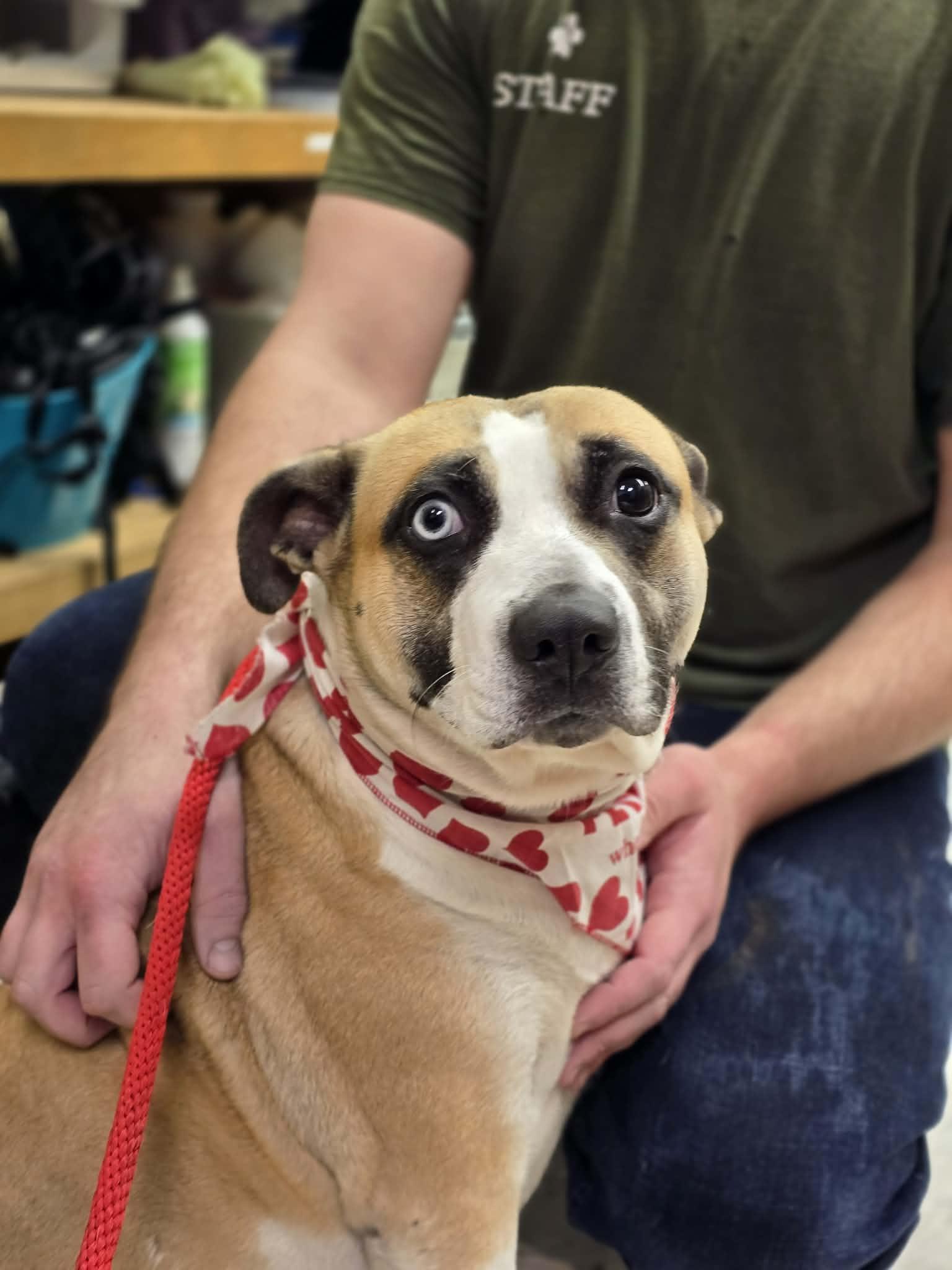 petfinder grants pass