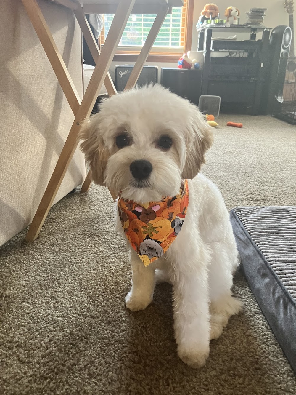 lucky paws grooming llc