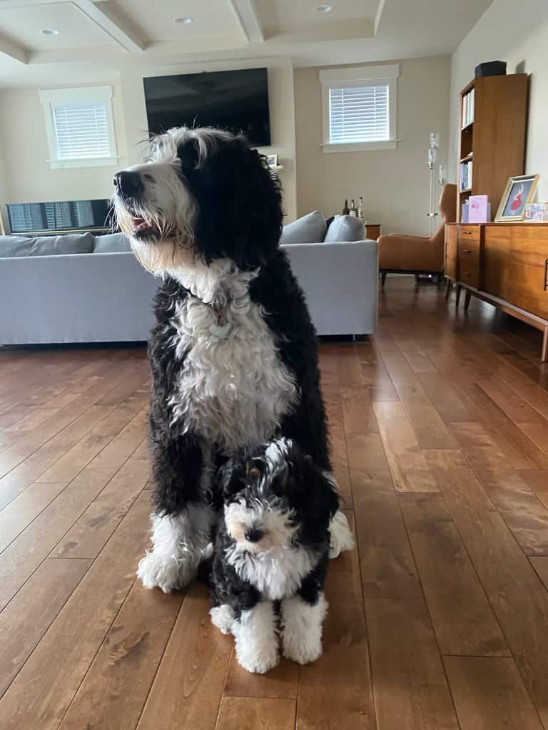 bernedoodle images