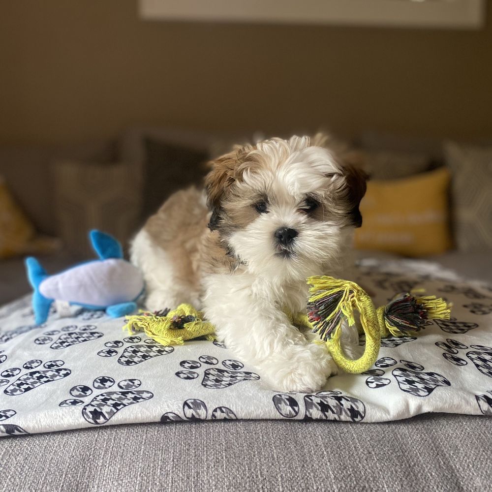 free puppies in washington