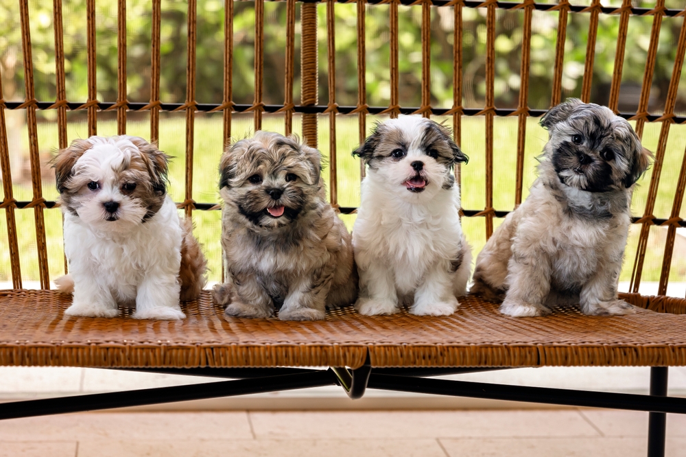 free small breed dogs